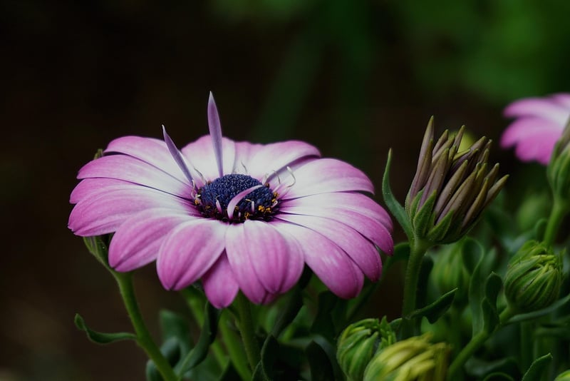 Botanic Beauty