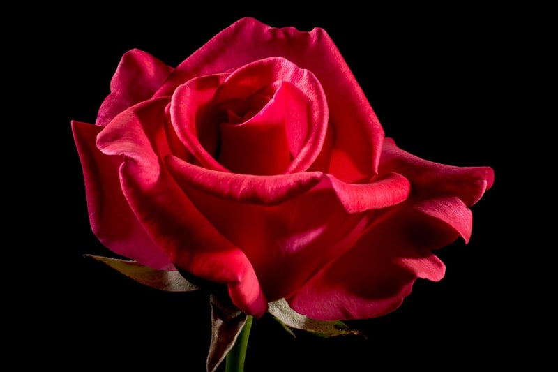 Botanical Elegance